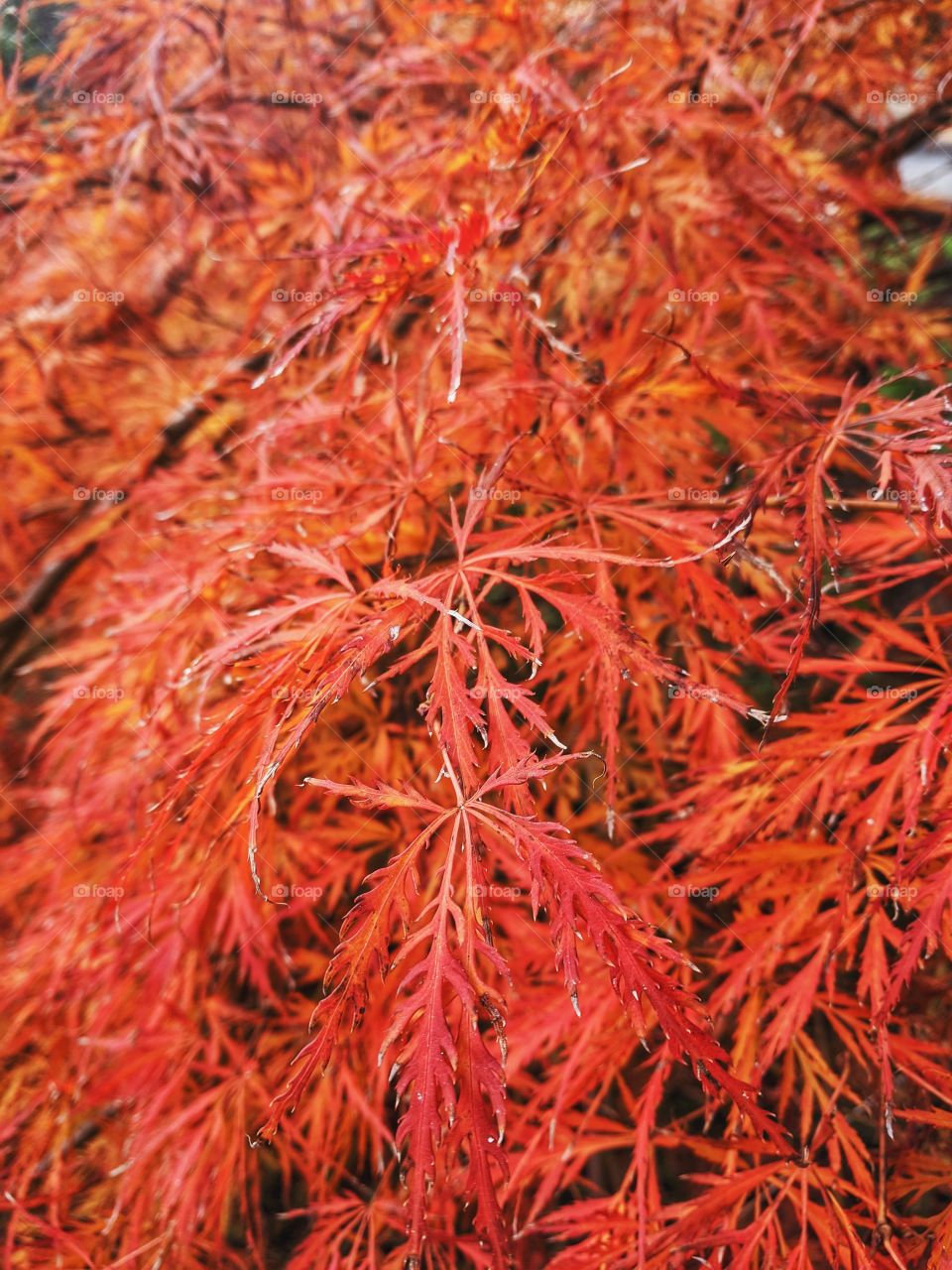 Background of the autumn view of the red branch of maple tree close up. Top view, flatlay.