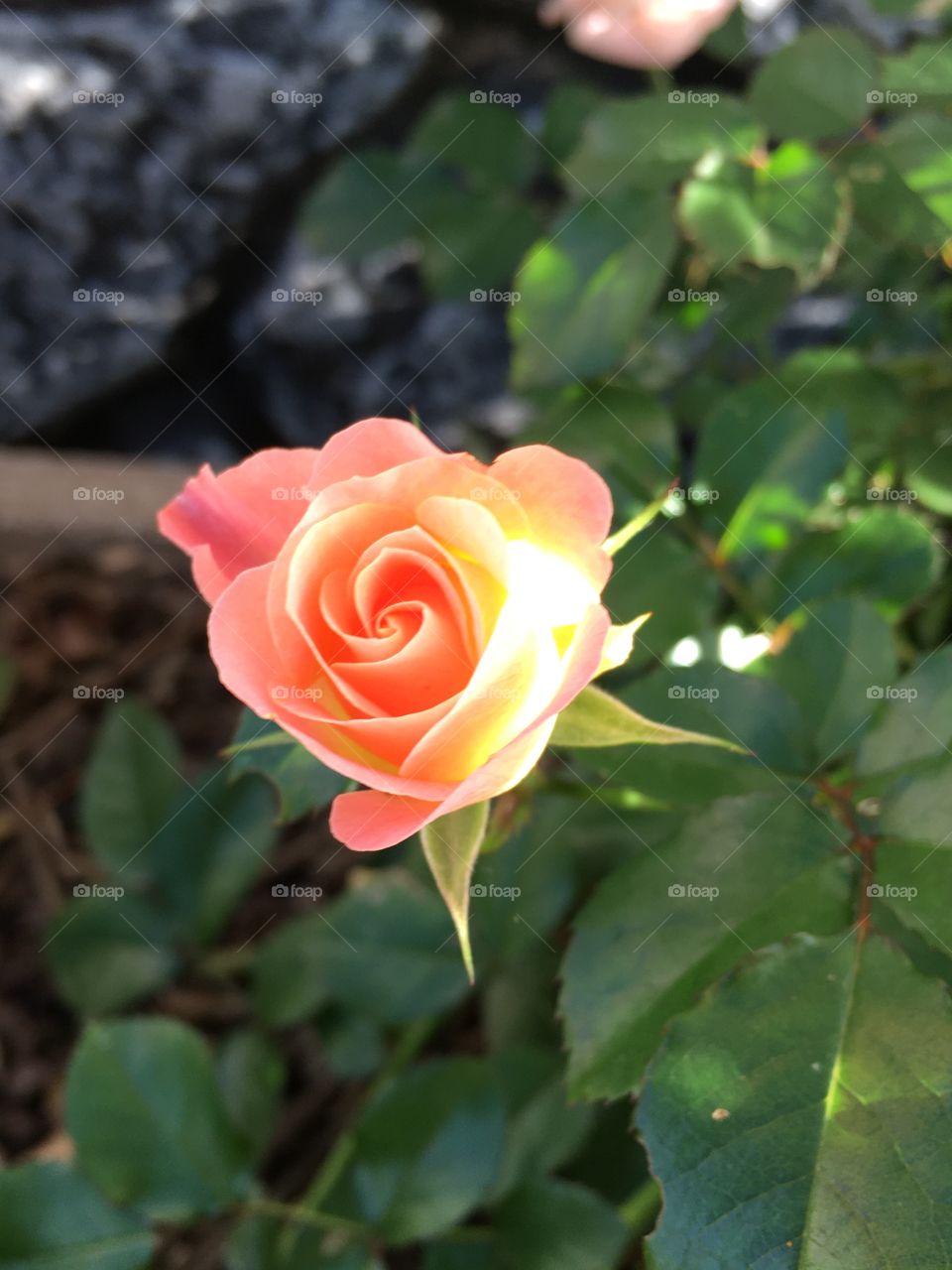 Peach rose