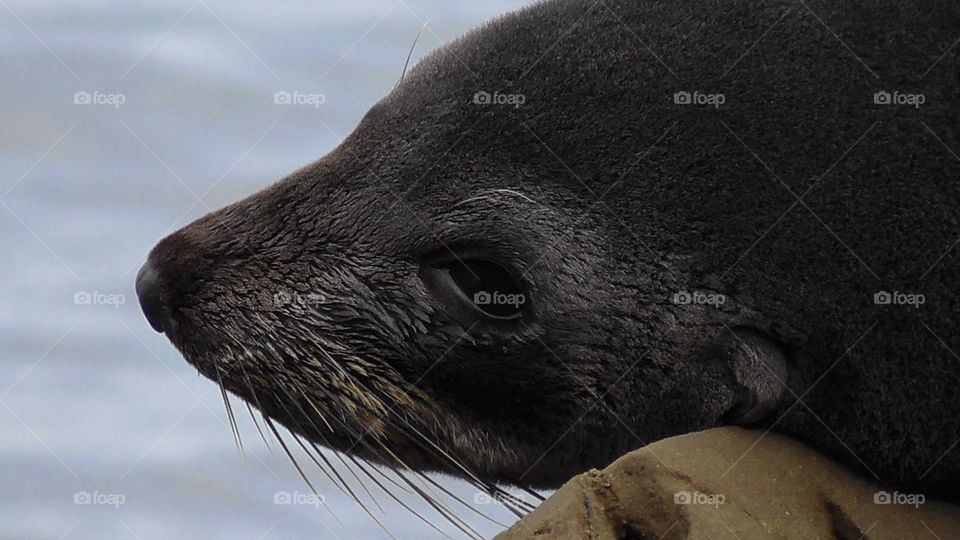 An alone seal relaxing on a rock on the Australian coastline.