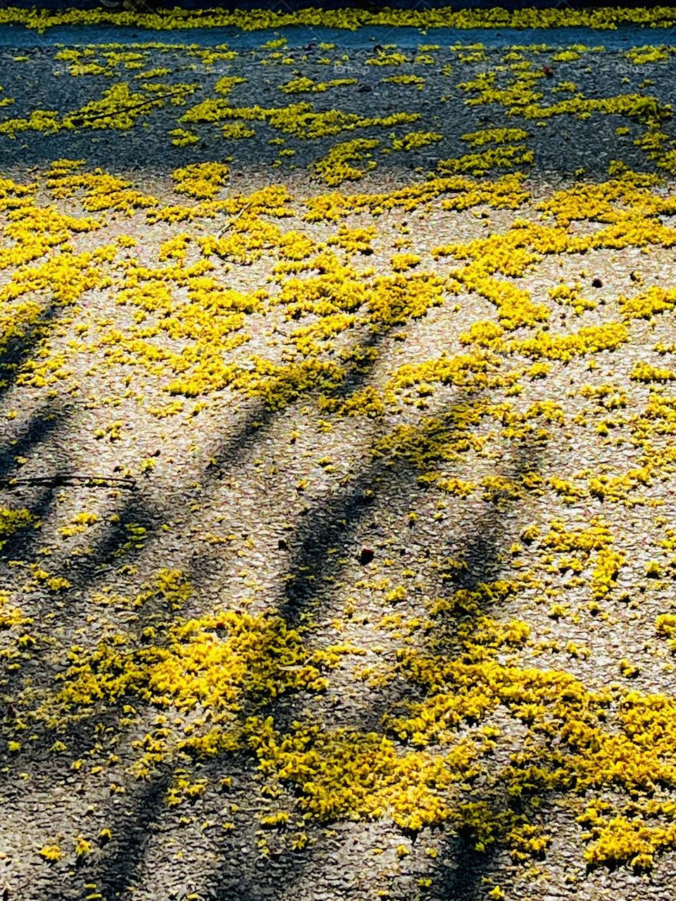 Fallen Yellow Flowers