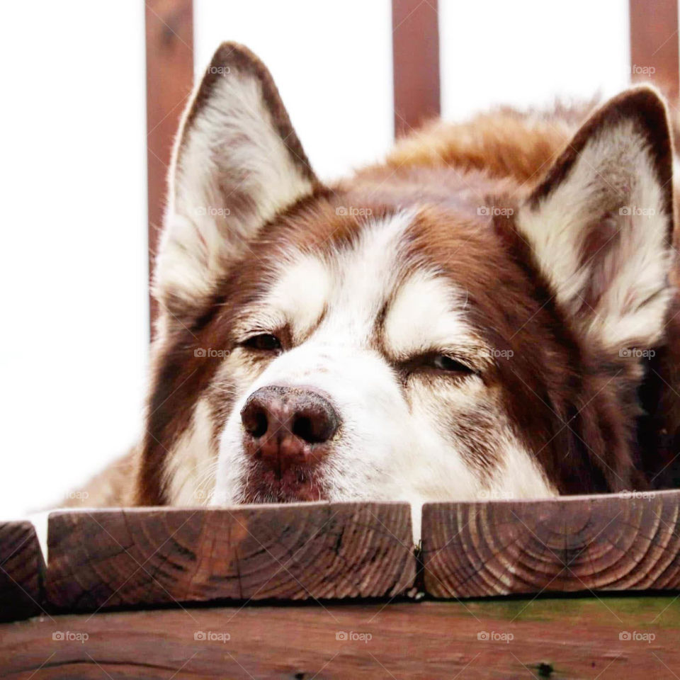 husky on a deck