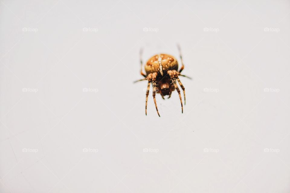Spider Building A Web, Portrait Of A Spider, Wildlife Photography, Spider In It’s Web, Halloween Decor, Scary Spider Shot, Up Close And Personal With The Spider