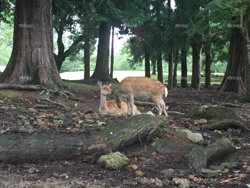 Wood, Tree, No Person, Nature, Outdoors
