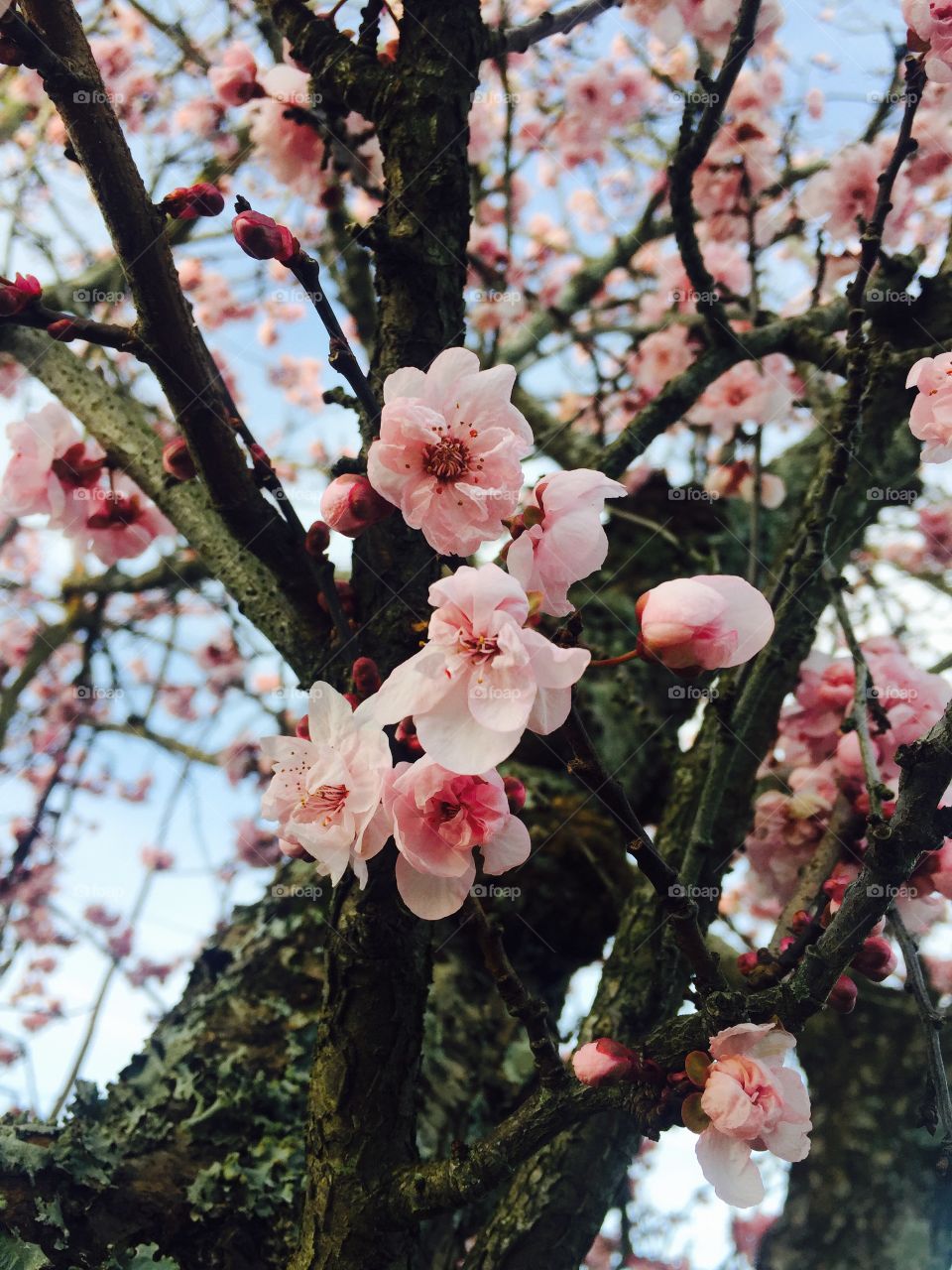 #cherry blossoms