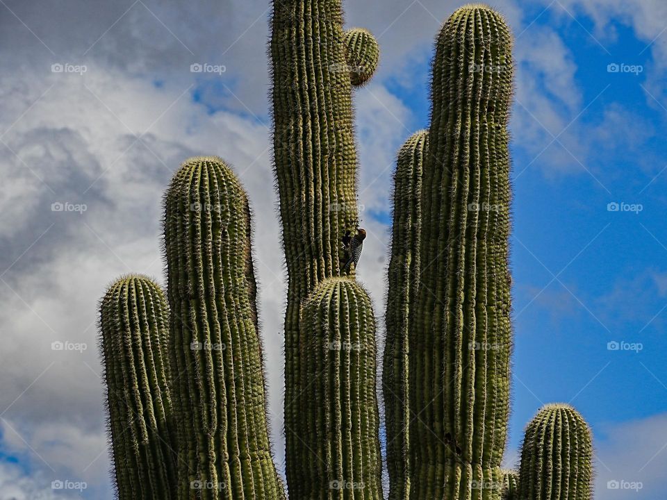 A woodpecker creates a future dwelling by creating a hollowed out area in a Saguaro cactus in the Arizona desert