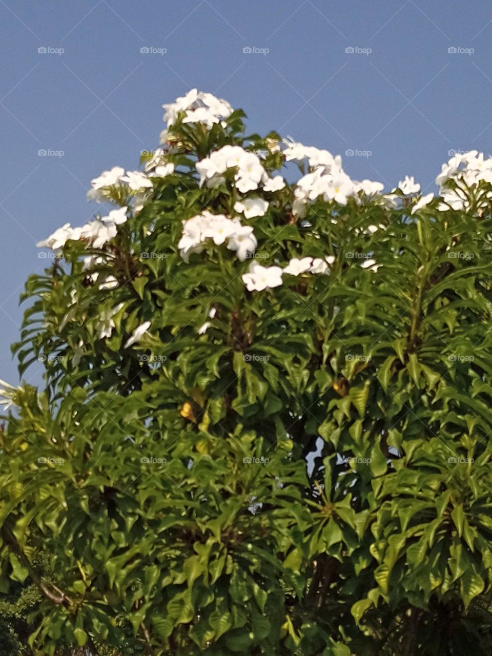 blooming white flowers kissing blue  sky