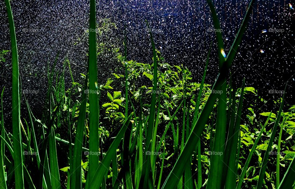 watering the Garden on a Hot summer day *Summer♡time*