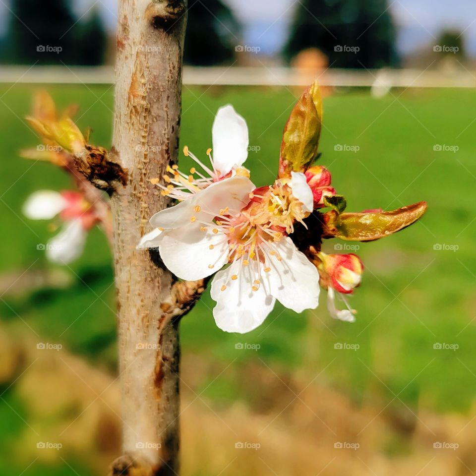 fruit blossom