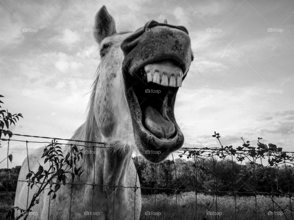 Gray horse laughing leaning on a fence in black and white long in the tooth tongue eye funny happy laughing outside pasture clouds