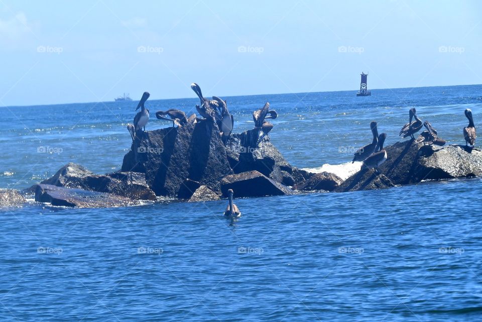 Relaxing pelicans