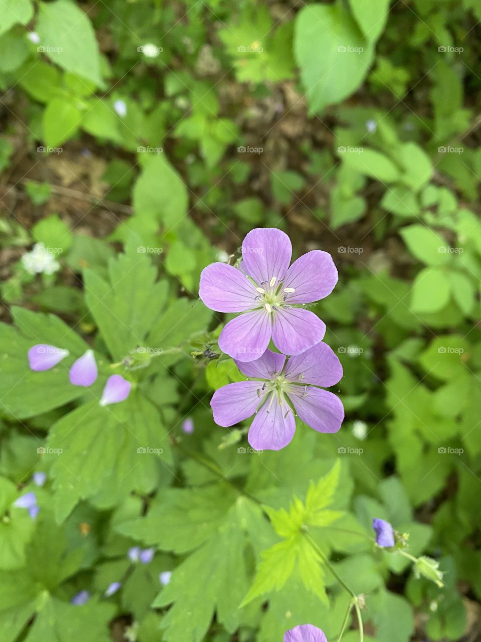 Wild Flowers