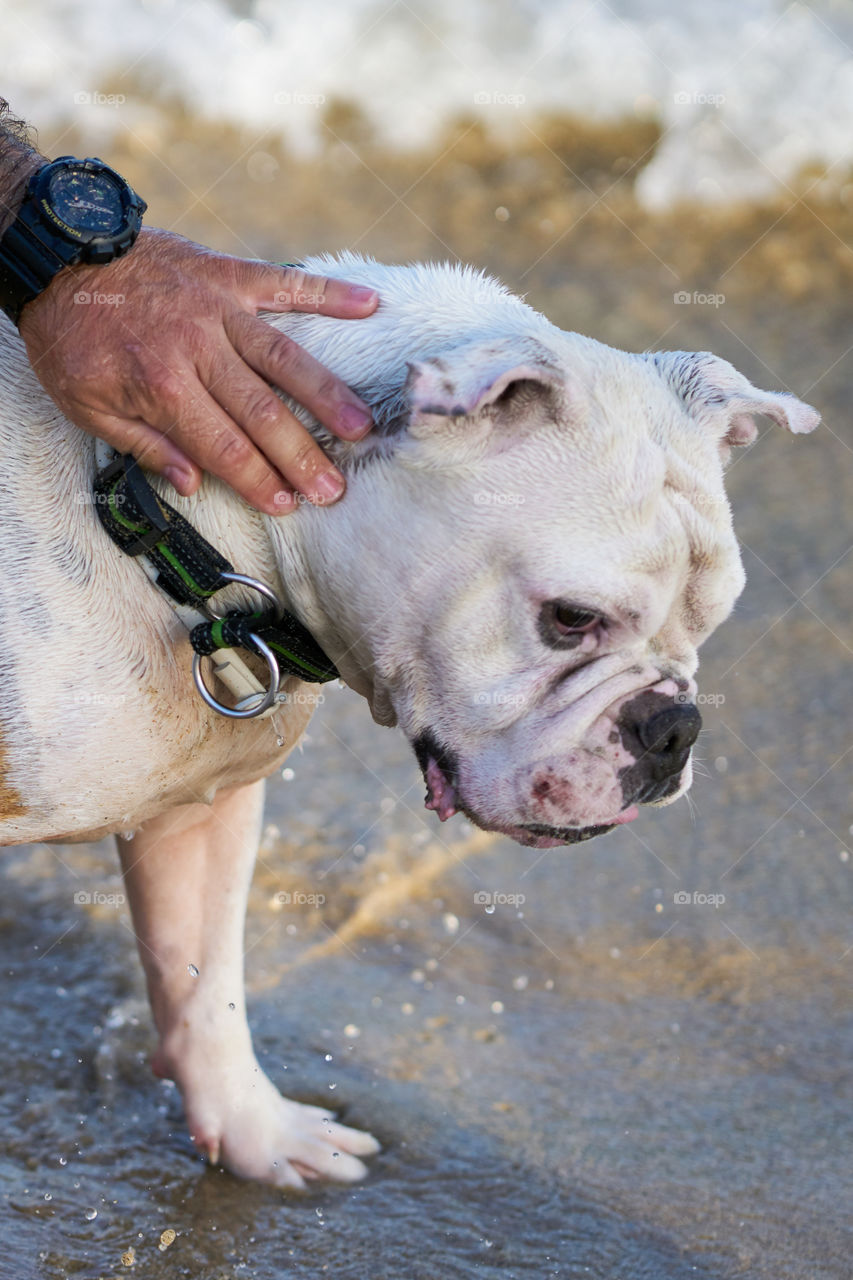 Bulldog bañandose en el mar