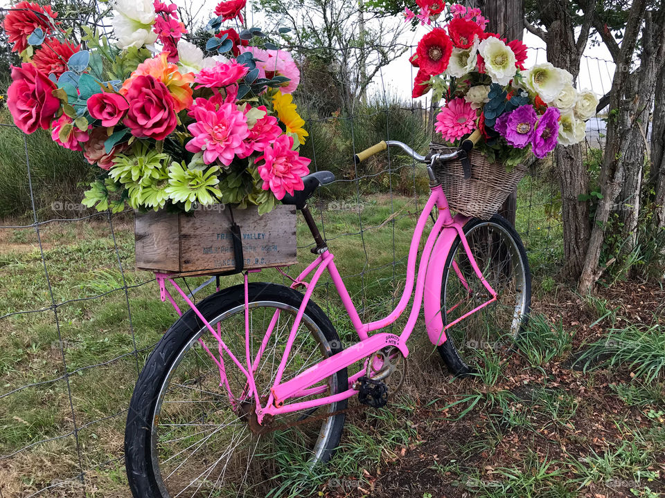 This bicycle has seen many years of travel from Point A to B but now has been prettily recycled in pink paint and bunches of fake colourful flowers. It now serves as a decorative marker to the lane entrance of a rural property.  🚲