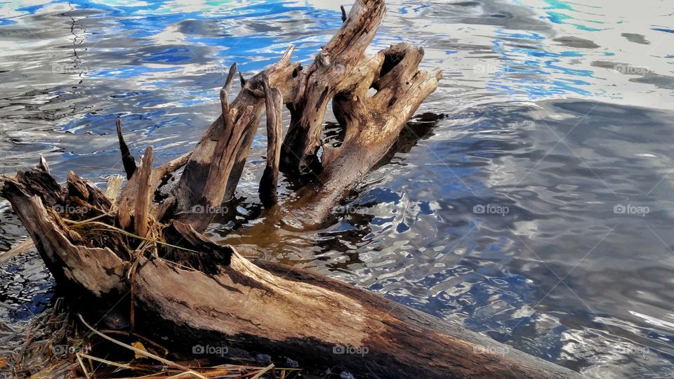 Driftwood