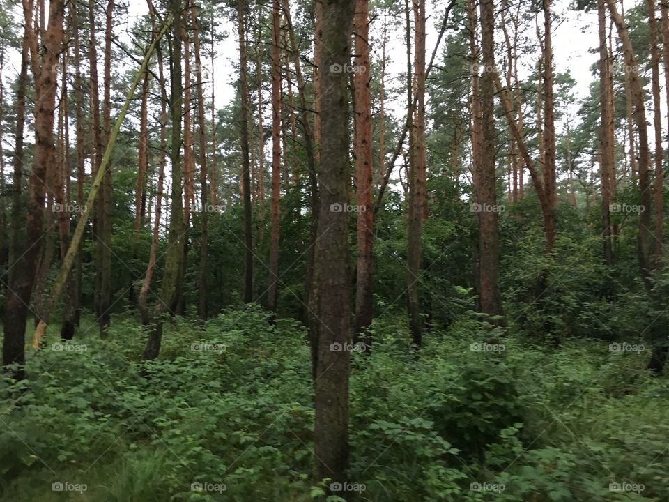 Nowe Czarnowo - Crooked trees - Poland