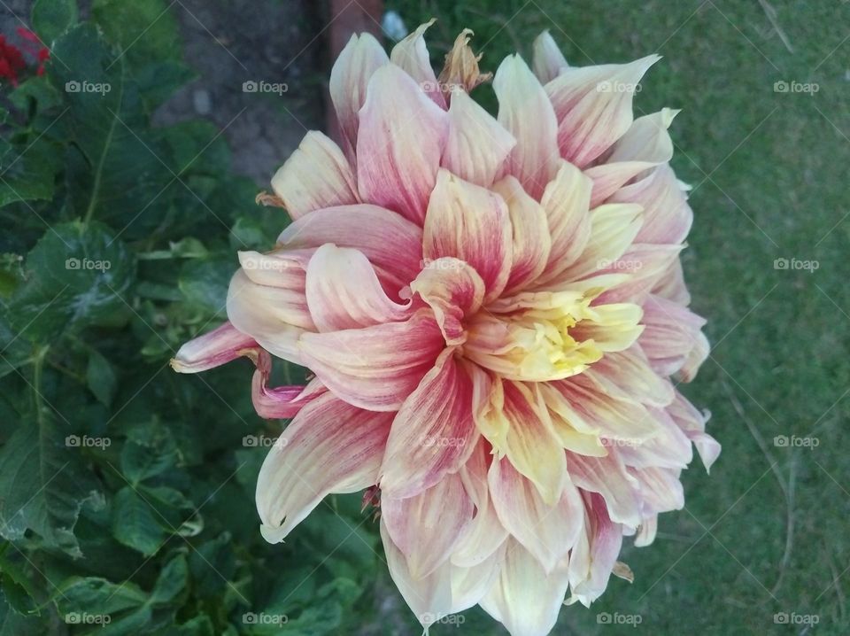 white and pink flower seasonal fresh looks very beautiful generally found everywhere