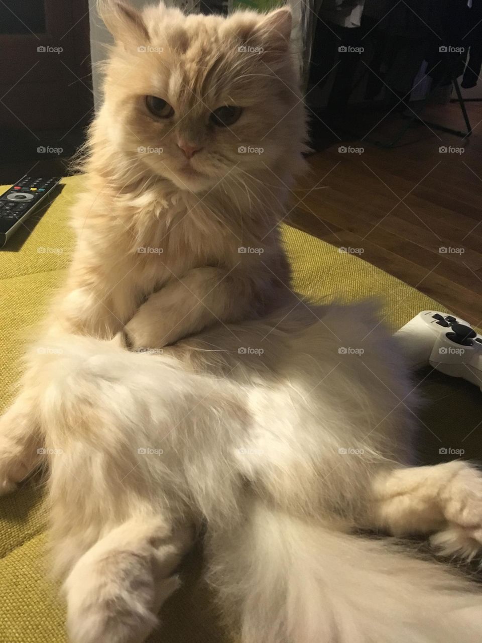 Meet: Bashira. She is an Angora cat in cream. Here she is sitting on the yellow sofa like a human. Next to her a joystick from the Playstation. She looks at me in the camera.
