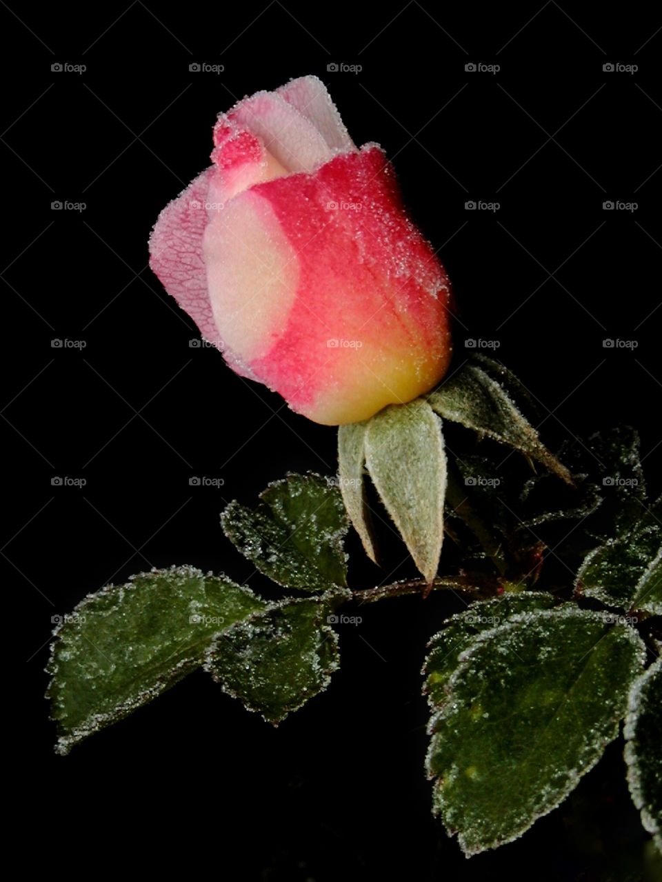 Frost on a red rose