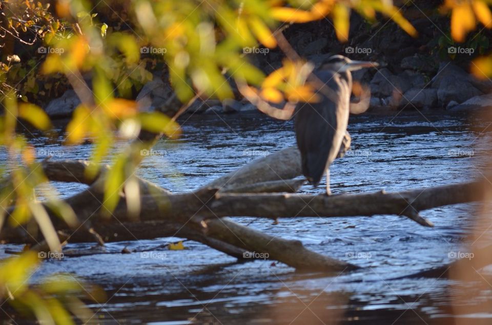 Heron looking downstream