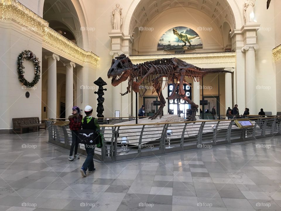 Field Museum in Chicago. T-Rex 