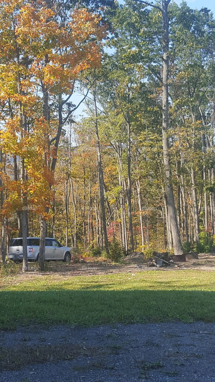 woods in fall