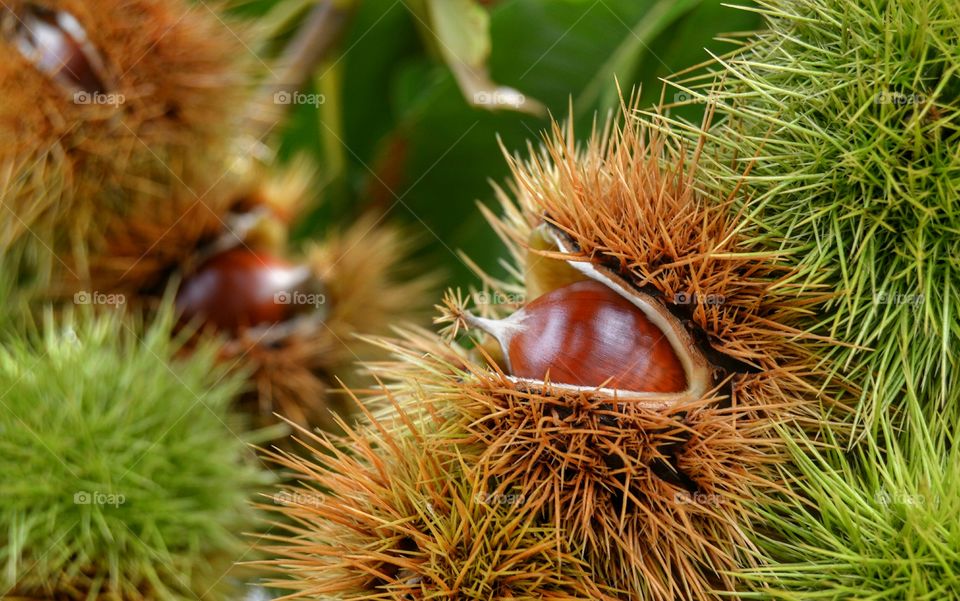 Close-up of chestnuts