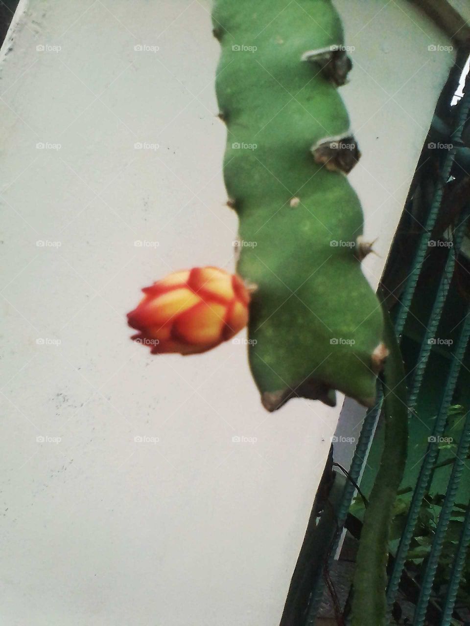 cactus stalks and small cactus flowers