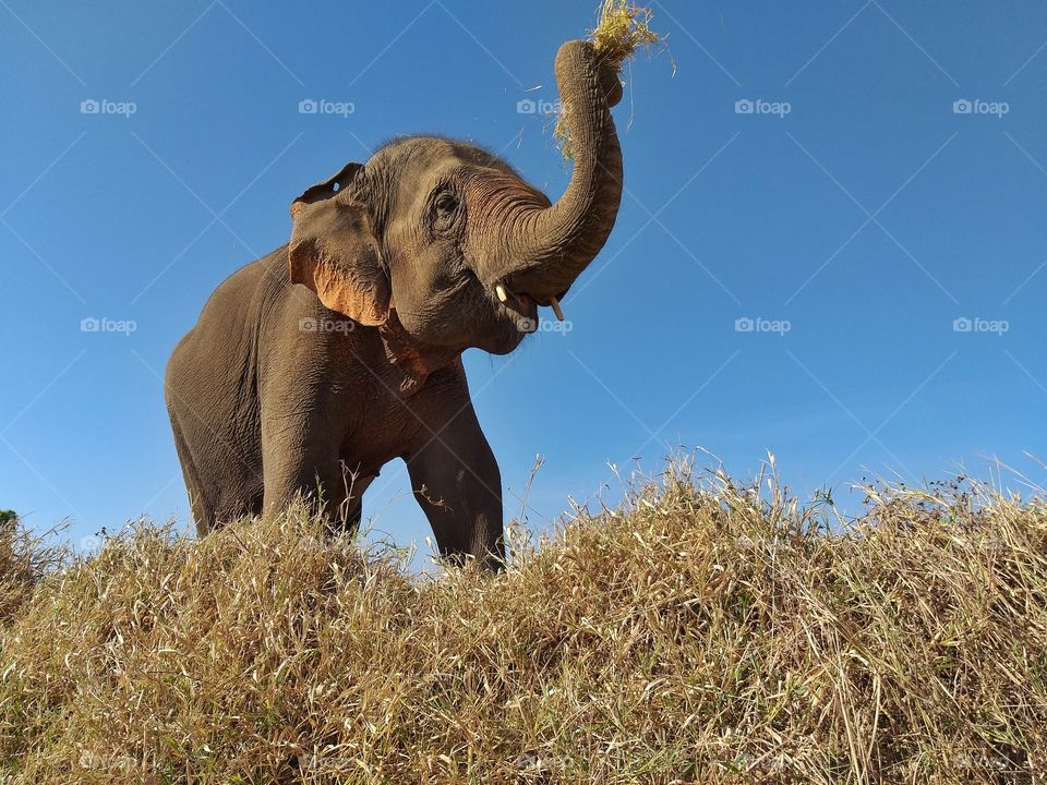 Captive Asian elephant in Thailand.