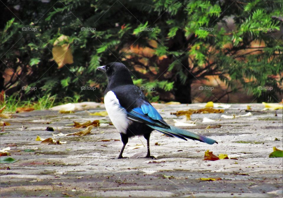 Magpie