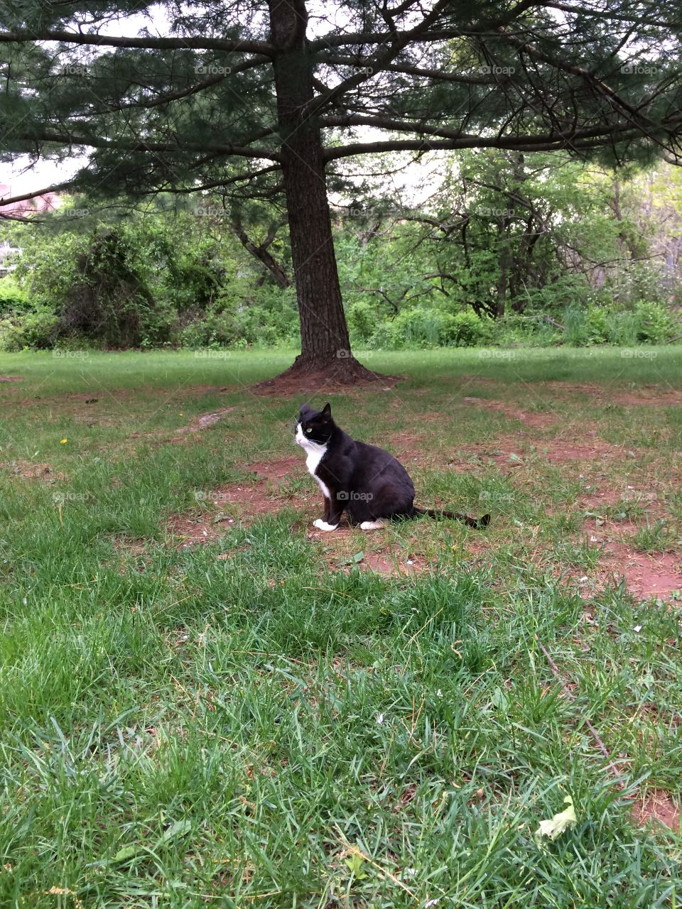 Street cat