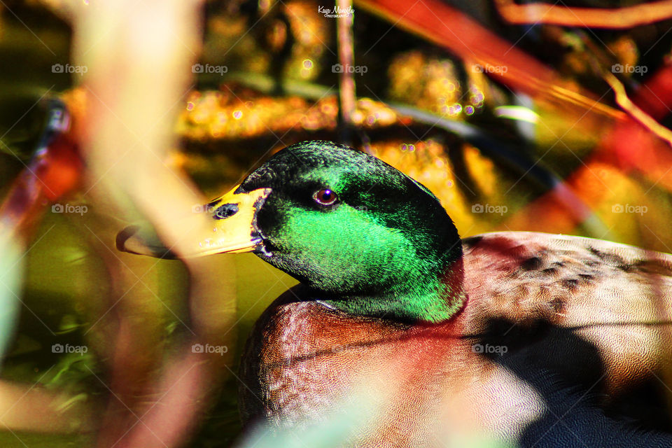 The Mallard