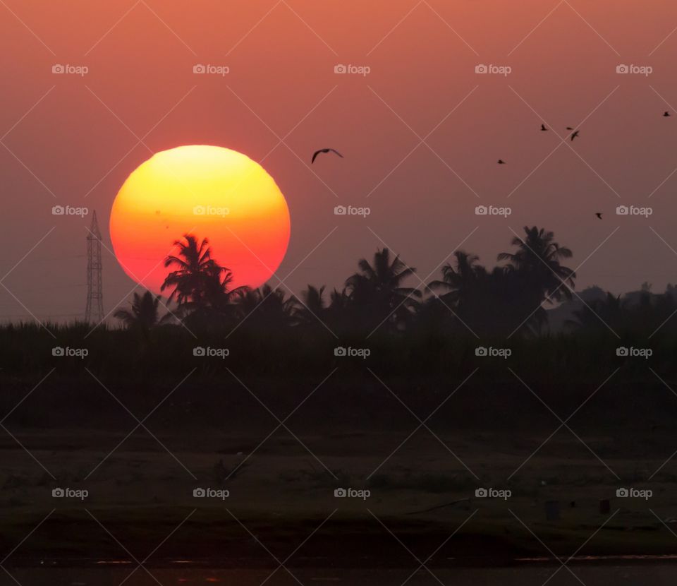 silhouette of palm trees and flying birds