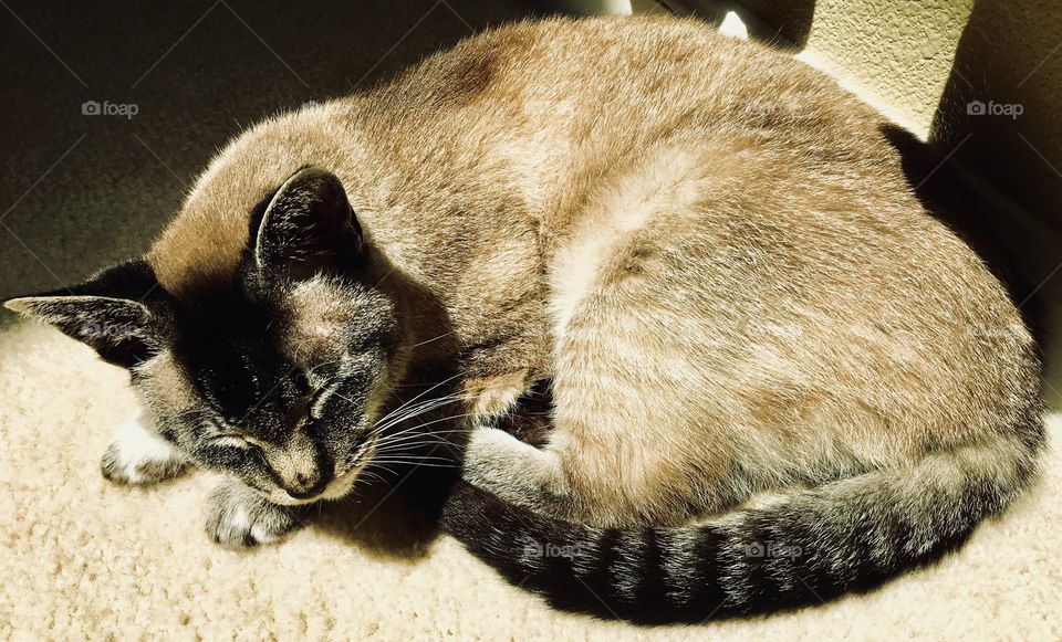 Kitty in sun
