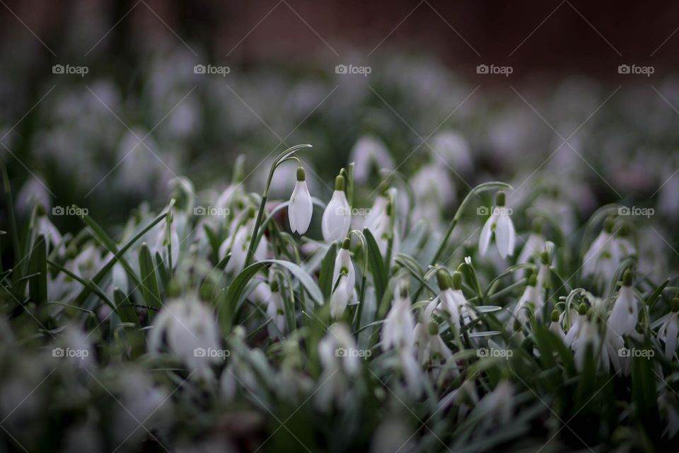 Sea of snowdrops