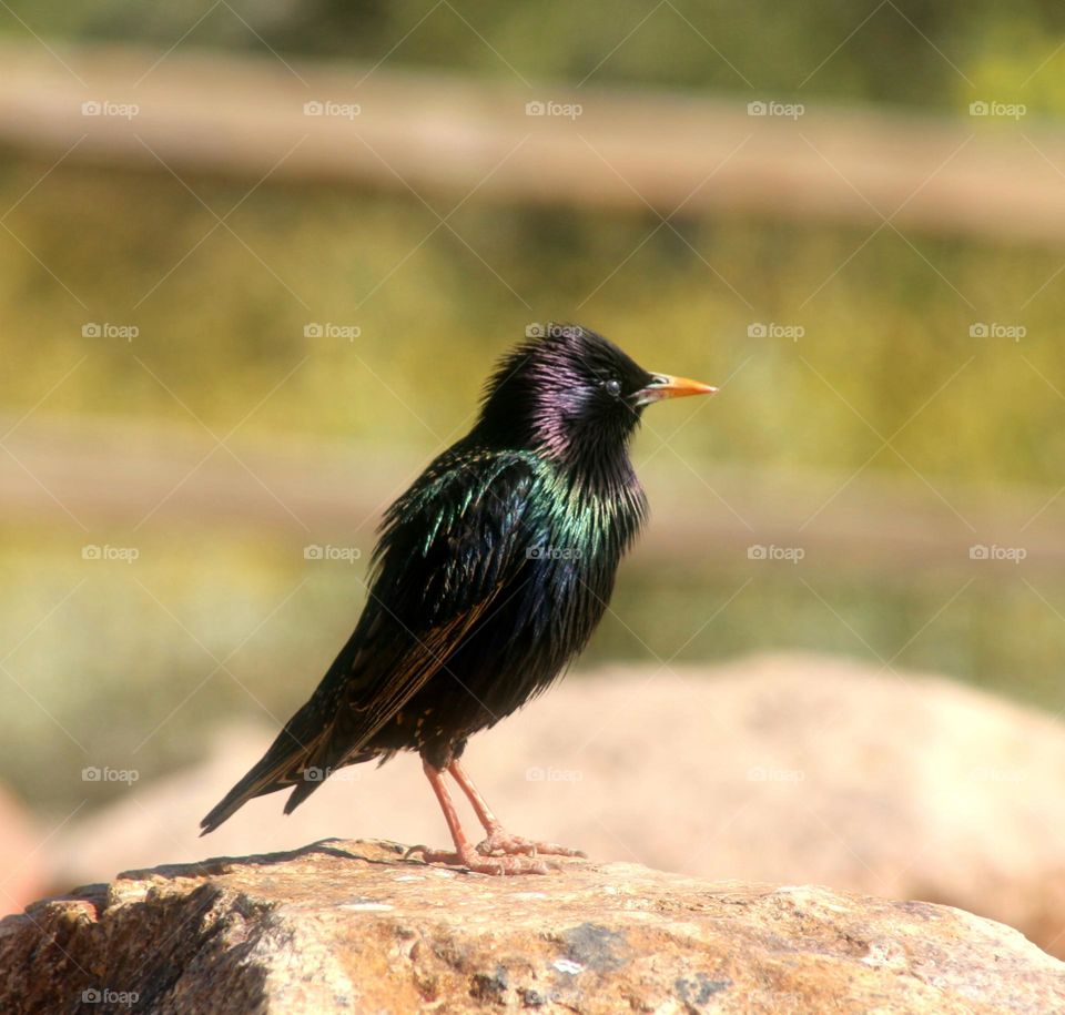 Starling on a Desert Rock