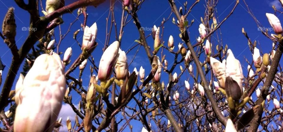 Before everything else. This magnolia flower early in the spring before the leaves open.