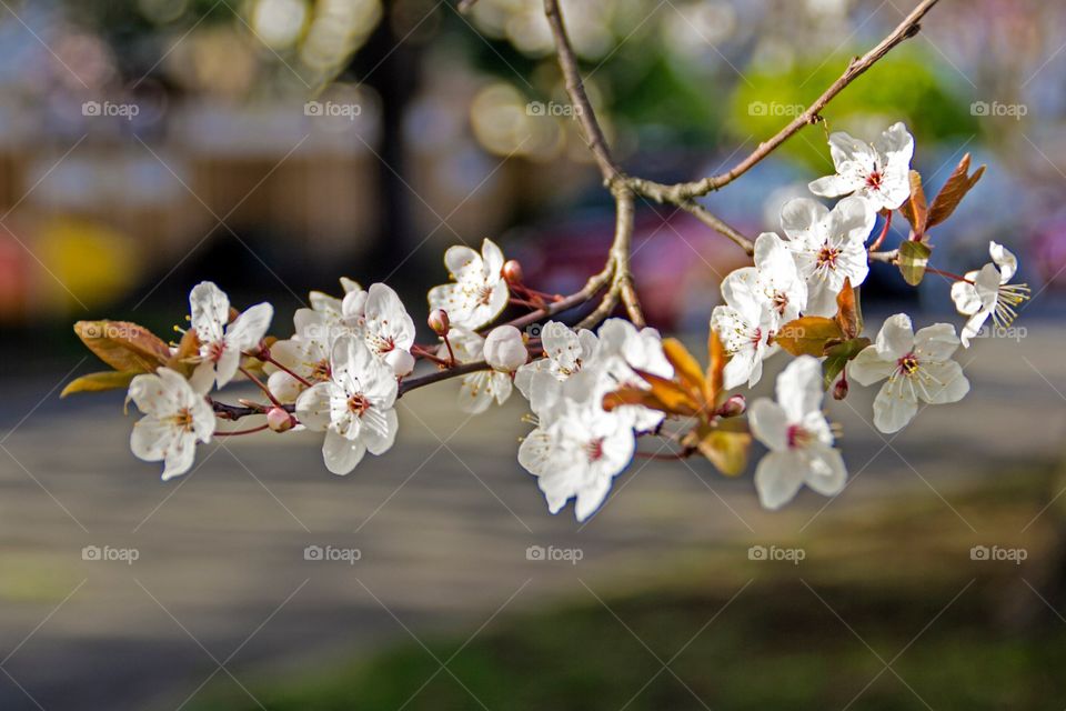 Blossoming cherries 