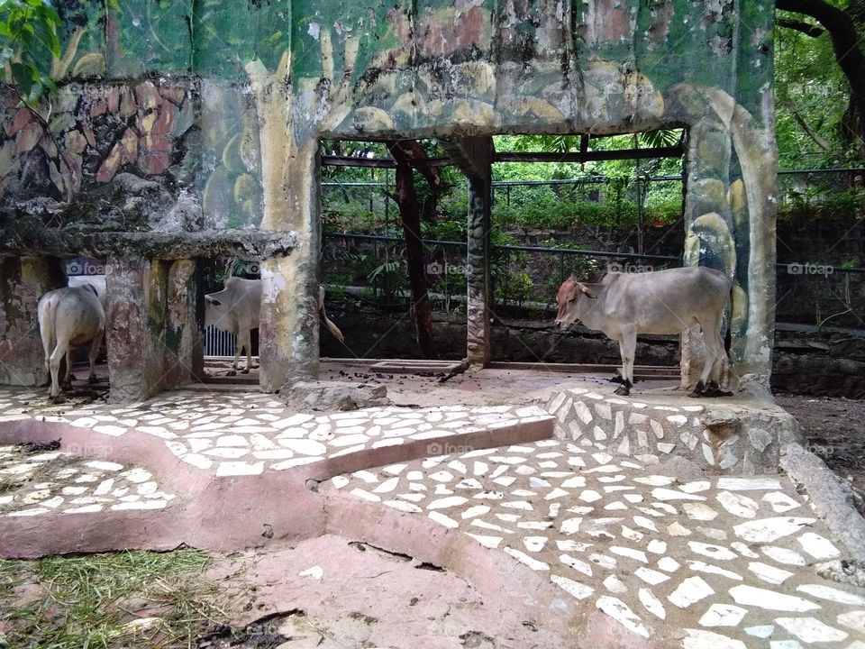 manila zoo