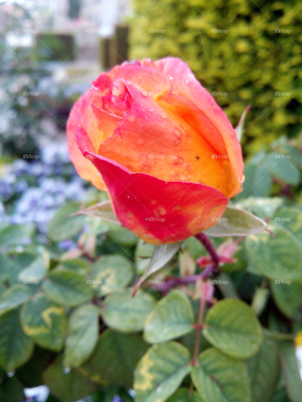 Rosa. rosas
