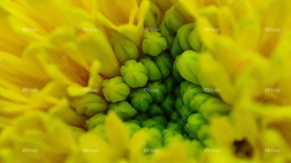 Yellow flower inside look, patterns inside a yellow flower