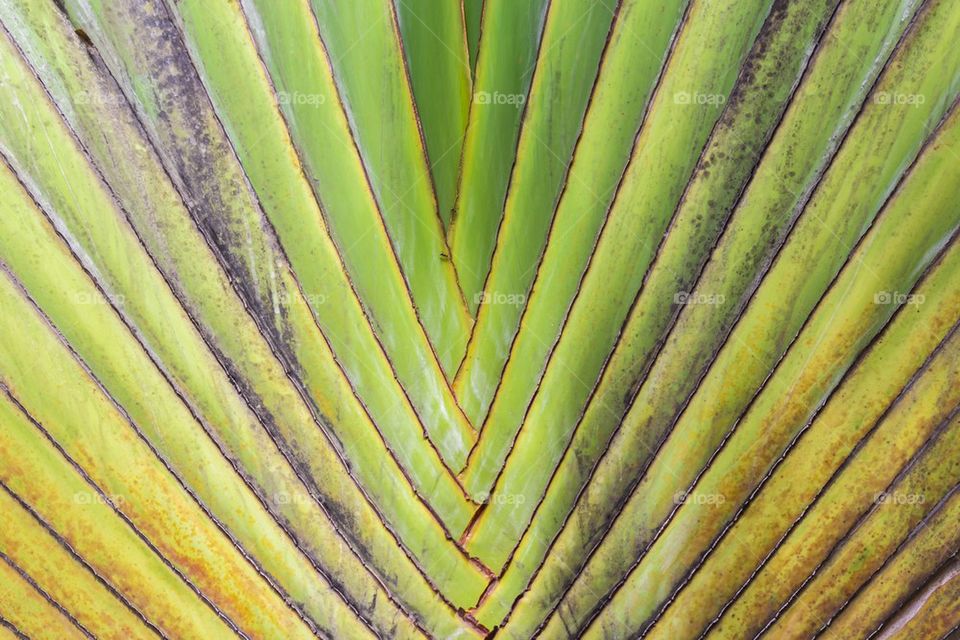 Pattern of Traveller Palm tree 