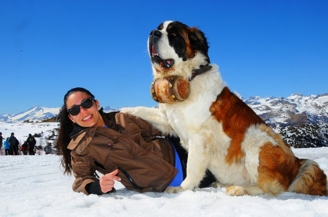 snow travel colors dog by mrarflox