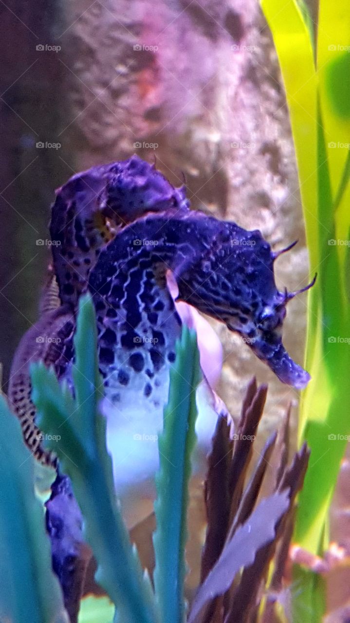 Seahorses