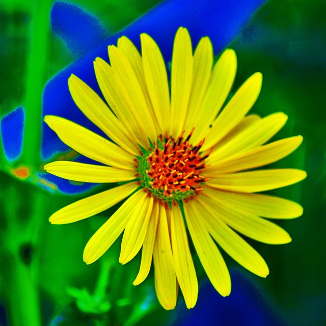 A beautiful daisy enjoying the summer sun 