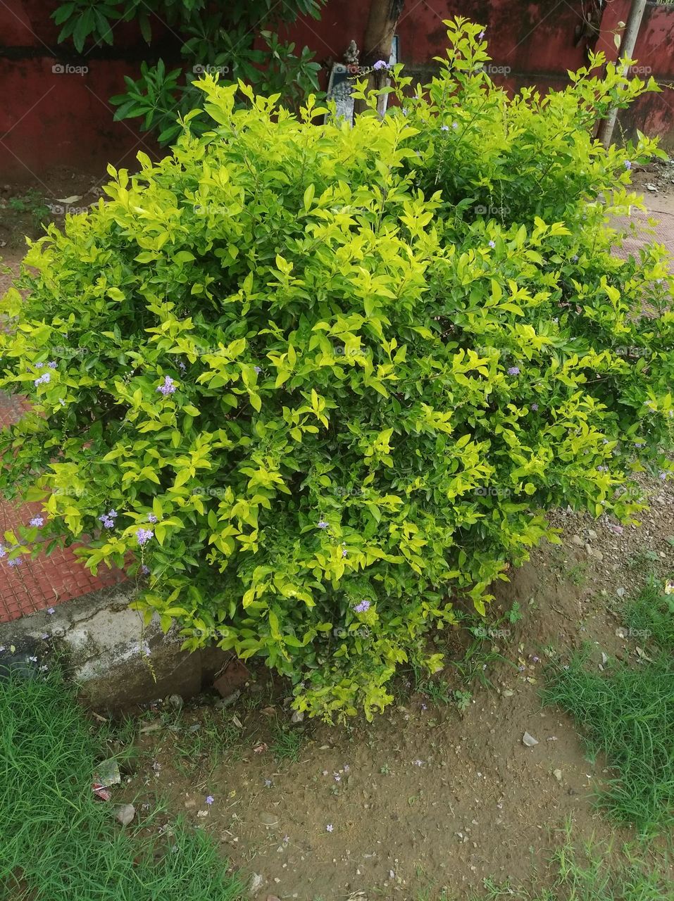 green shurb small size looks very beautiful generally found everywhere seasonal fresh