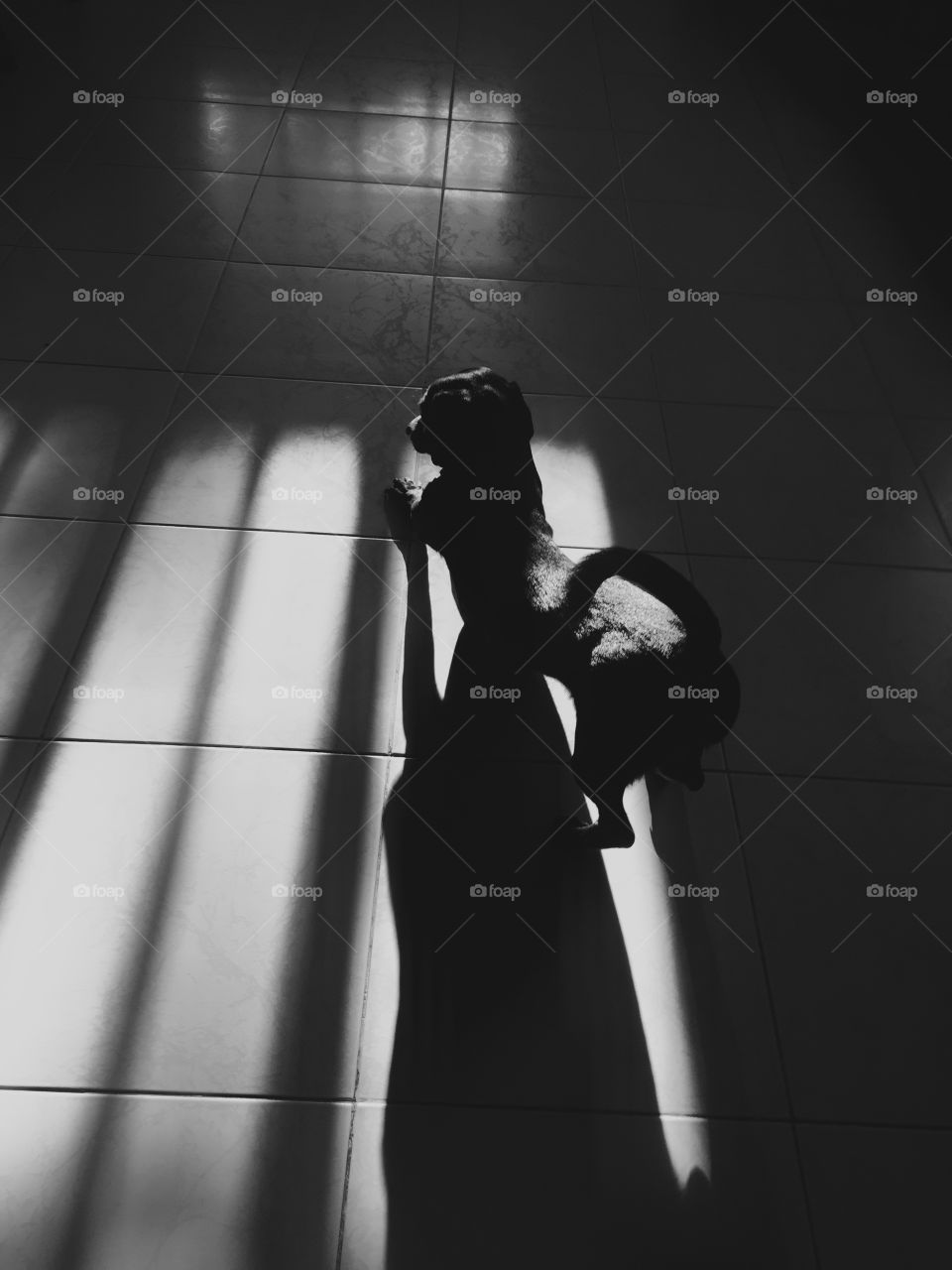 Black and white shot of a black dog stretching with natural lighting