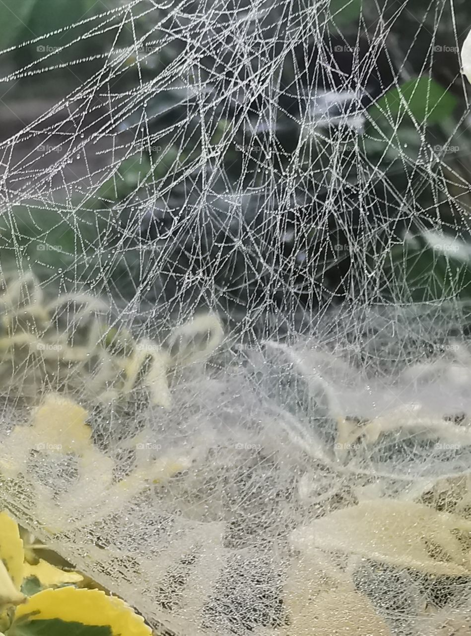 Morning dew on spiders Web