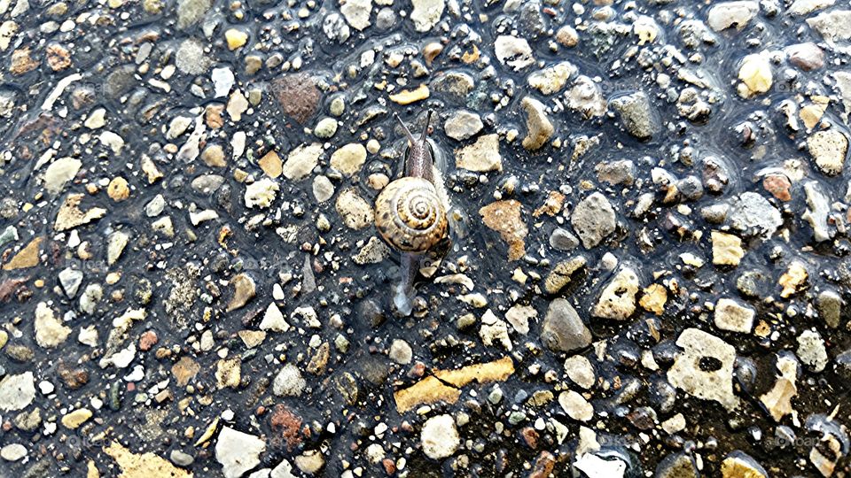 Snail walk
