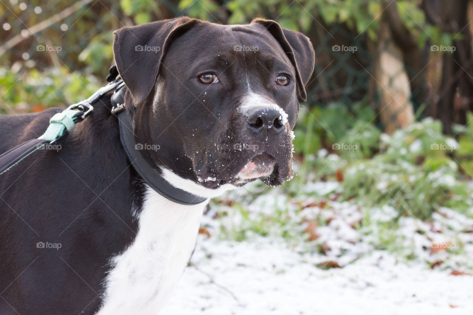 First snow puppy dog , första snön hund valp Amstaff 