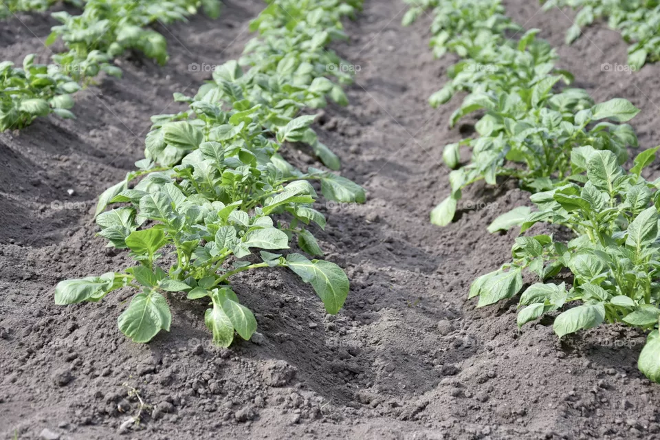 Potato plant growing on a organic field